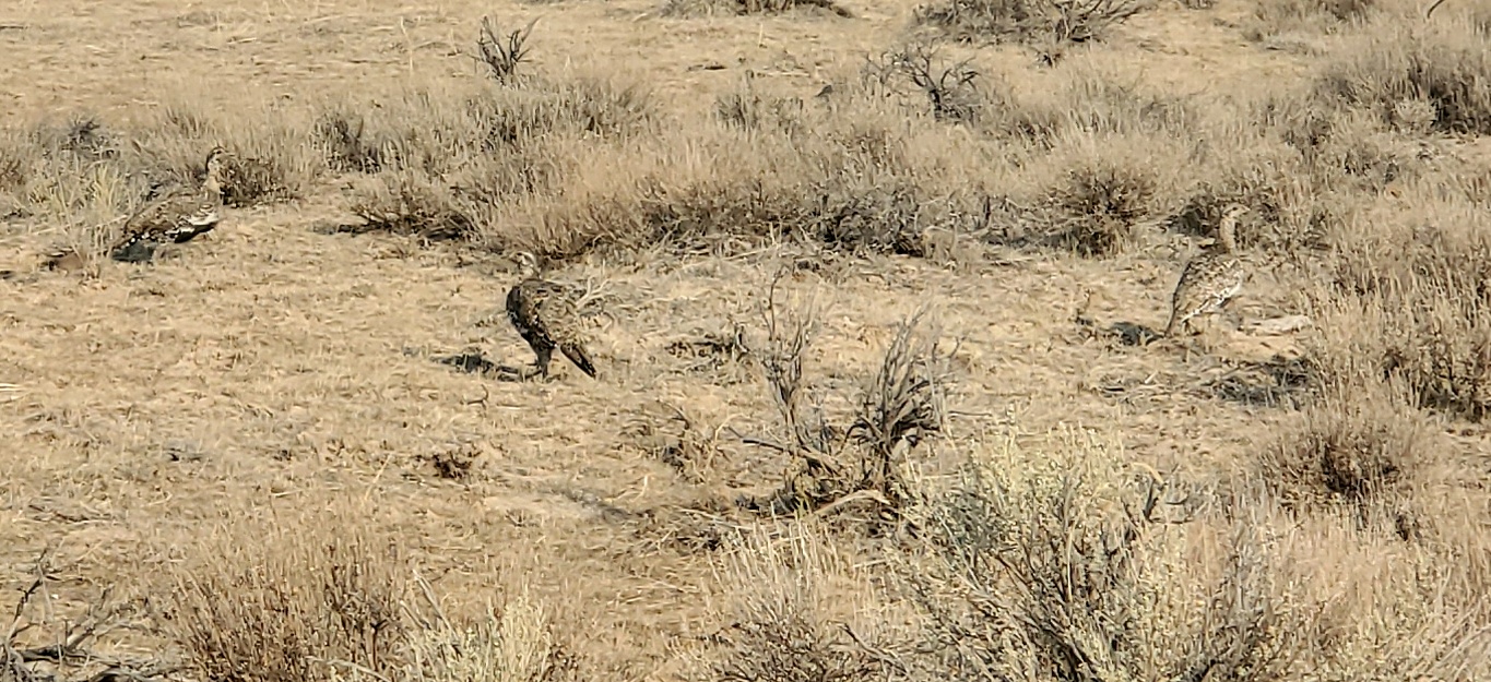 Greater Sage Grouse Along Fenwick Road